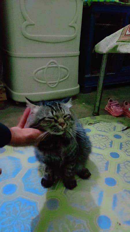 2 Persian cat sale kar raha hong Islamabad shif ho Ray hay 4