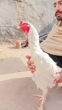 Aseel Heera Cock Male