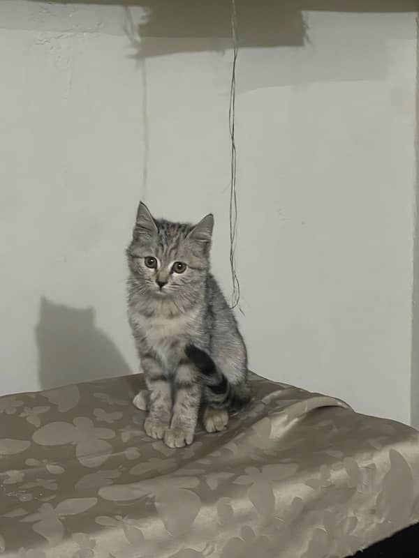 3.5 months old half persian kitten for adoption 1