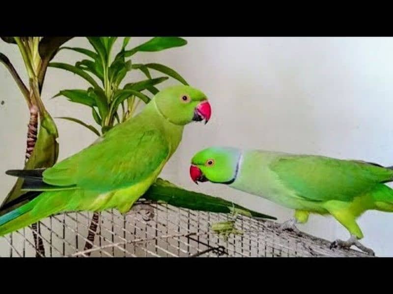 Kashmiri Row parrot 2