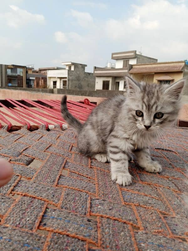 Persian cat pair baby kittens 7000 1