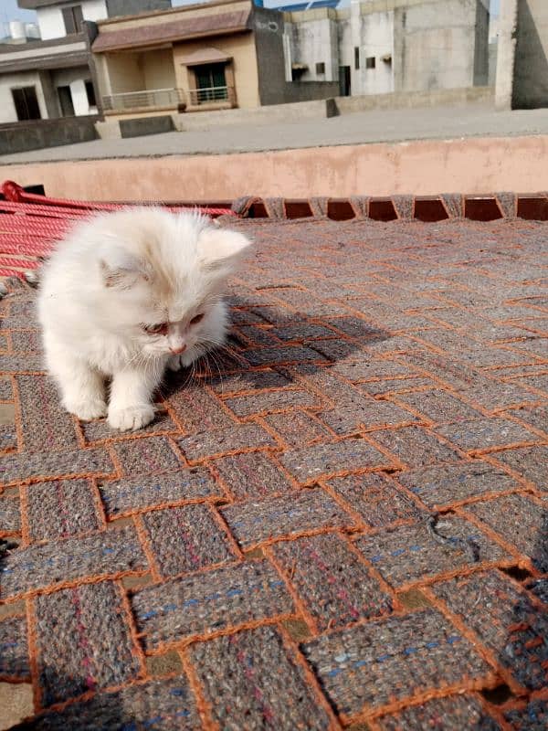 Persian cat pair baby kittens 7000 2