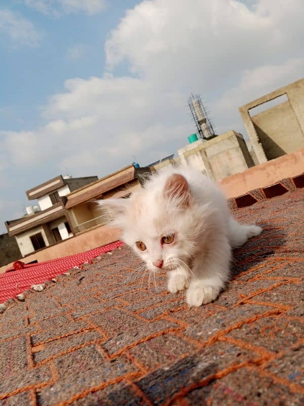 Persian cat pair baby kittens 7000 3