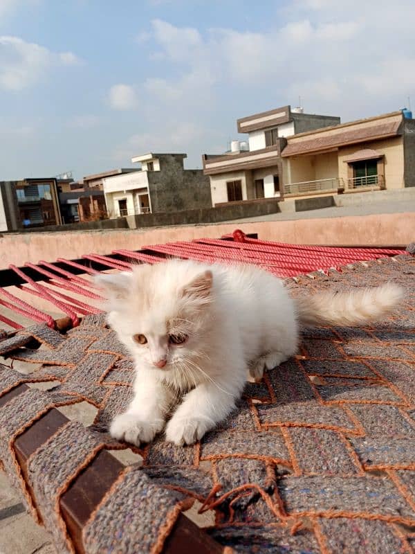 Persian cat pair baby kittens 7000 4