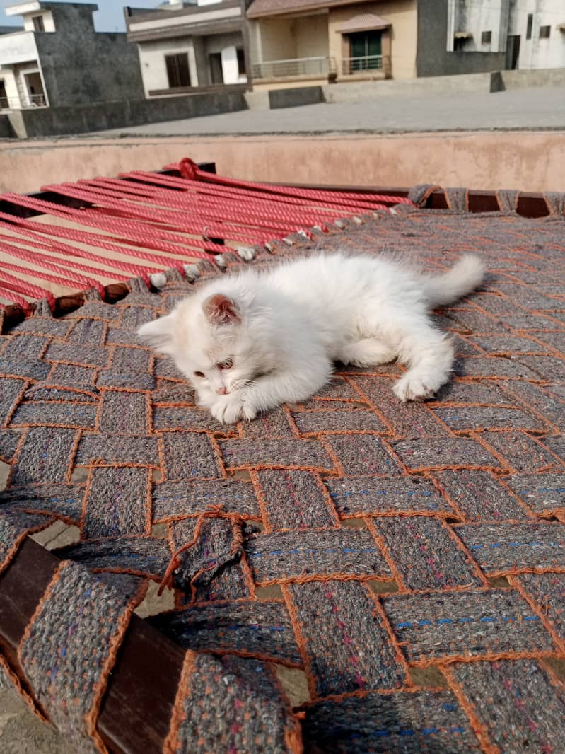 Persian cat pair baby kittens 7000 5