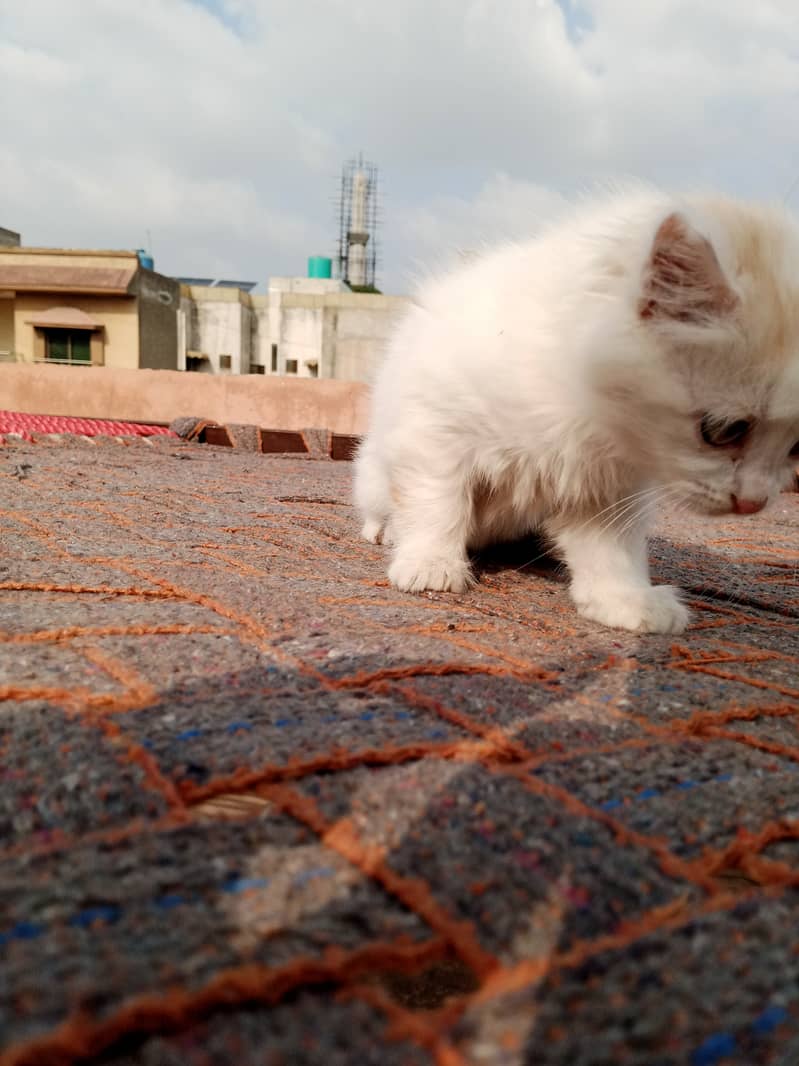 Persian cat pair baby kittens 7000 6