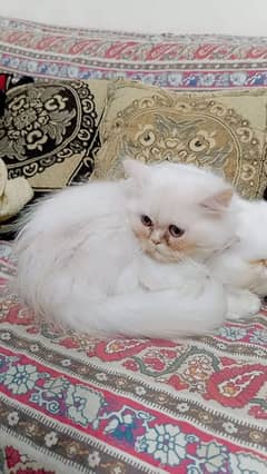 Persian cat urgent sale