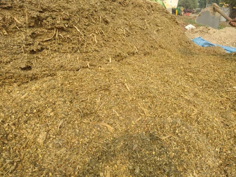 pure bahariya corn silage 6