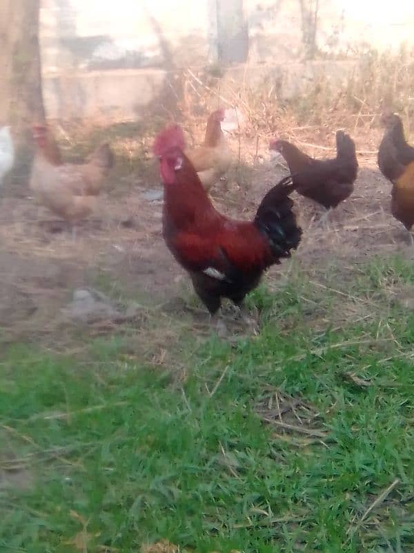 Desi murgi for sale eggs de rhi hy 1