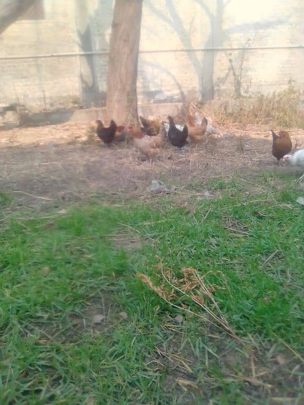 Desi murgi for sale eggs de rhi hy 2