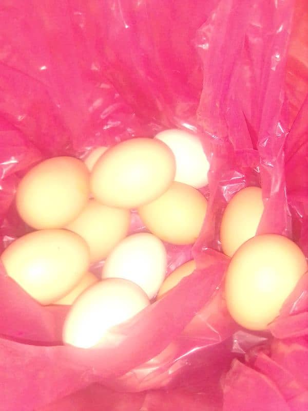 Desi murgi for sale eggs de rhi hy 4