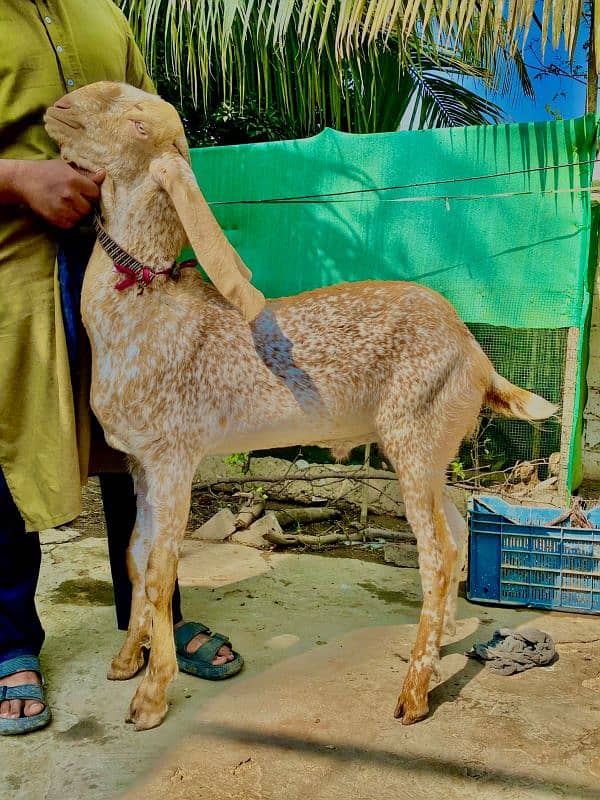 makki china oringnal nassal he Ghar ka bacha he 1