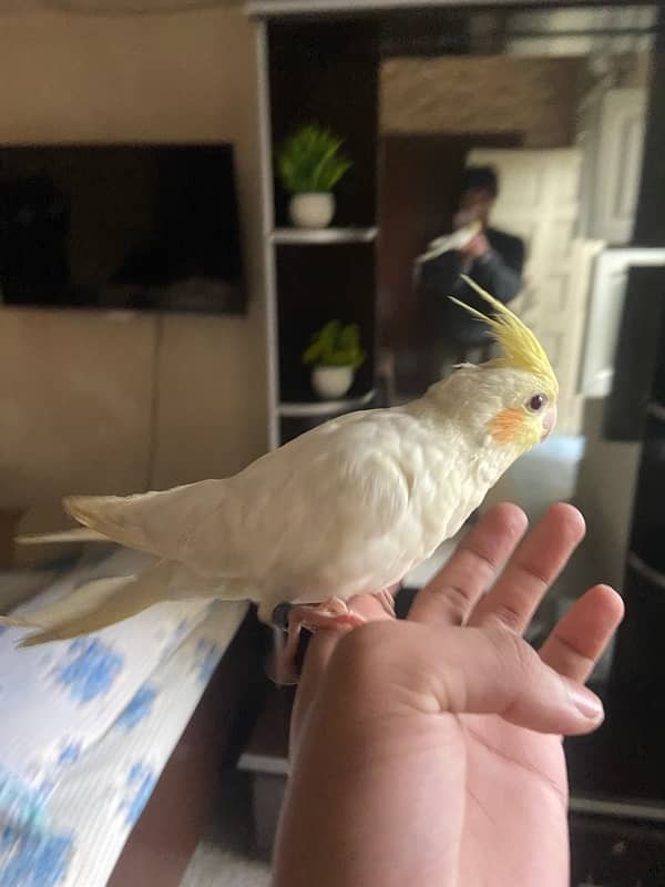 2.5 months old cockatiels 1