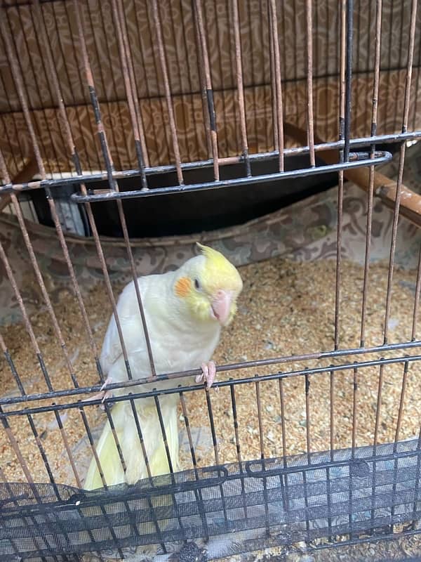 2.5 months old cockatiels 2