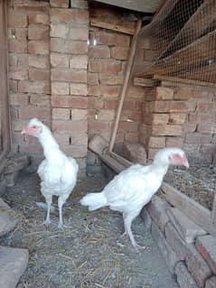 White Heera Aseel female for sale