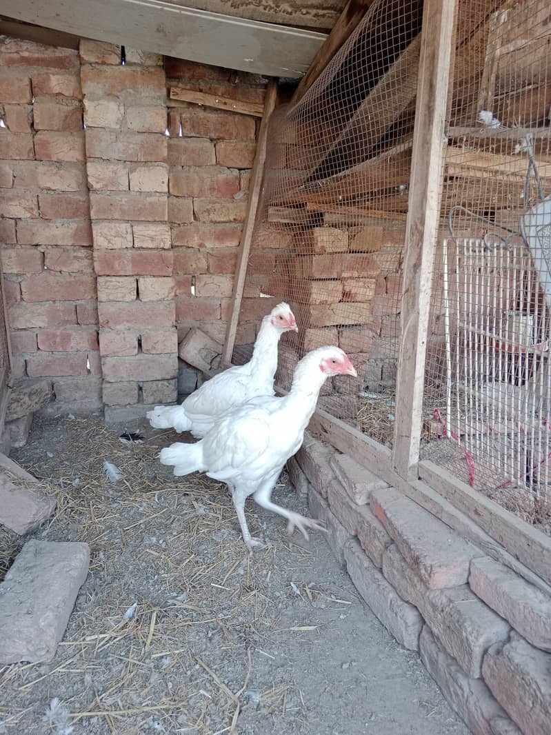 White Heera Aseel female for sale 1