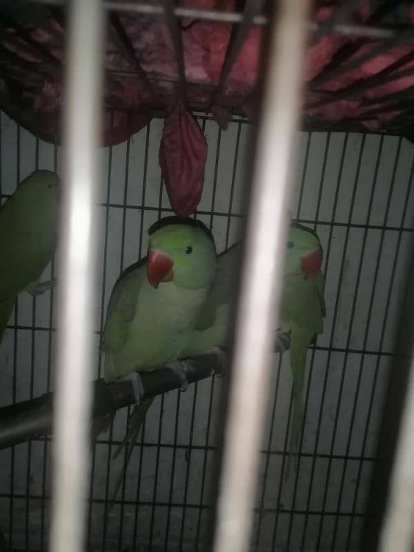 raa parrot 8 se 9 month 0