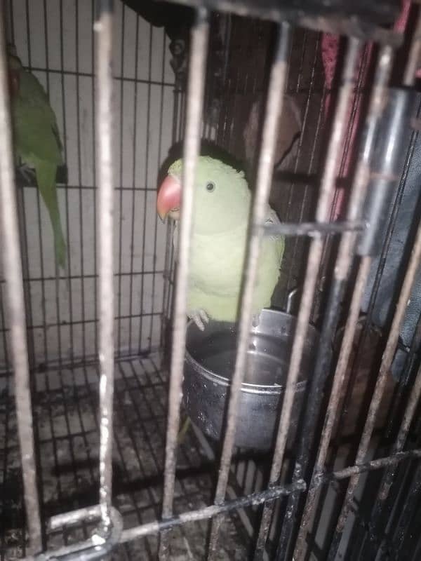 raa parrot 8 se 9 month 1