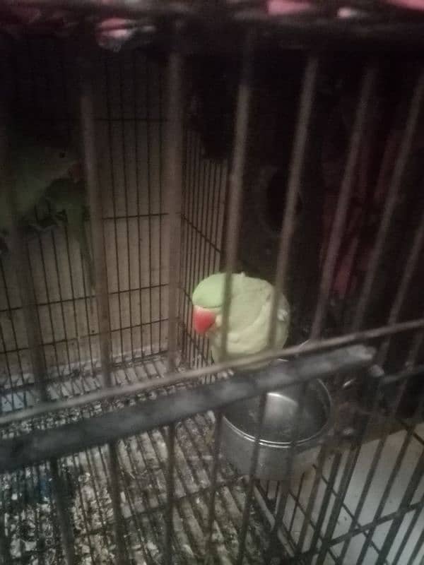 raa parrot 8 se 9 month 2