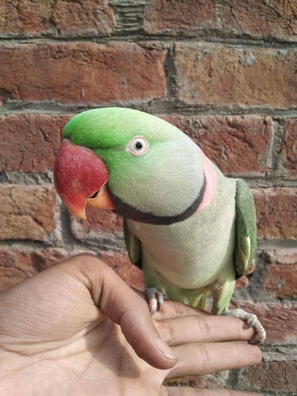 raw talking parrot ghar ka pala hua 0