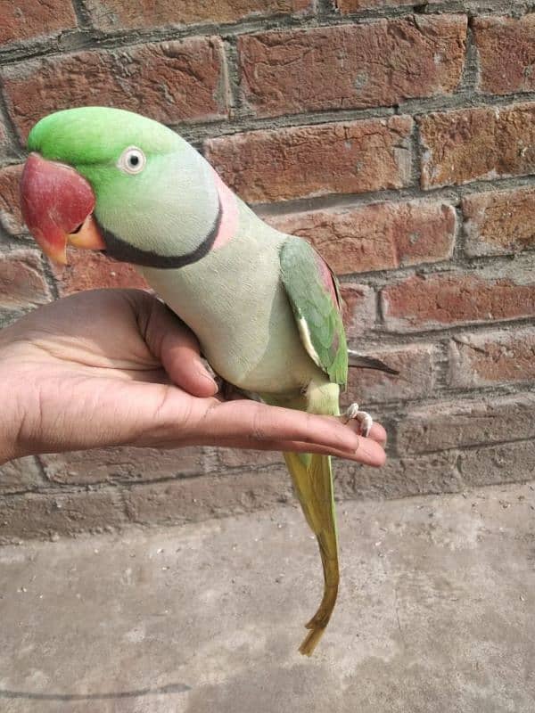 raw talking parrot ghar ka pala hua 1