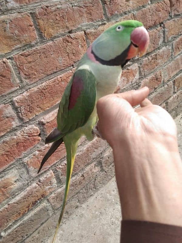 raw talking parrot ghar ka pala hua 2