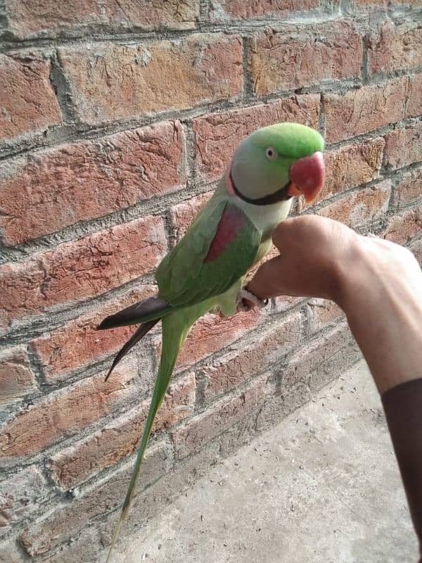 raw talking parrot ghar ka pala hua 4