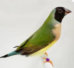 Lady Gouldian Breeding Pair Yellow & Green