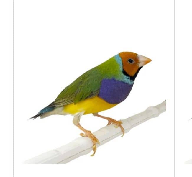 Lady Gouldian Breeding Pair Yellow & Green 2