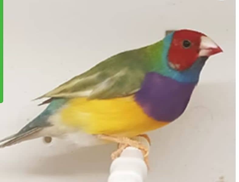 Lady Gouldian Breeding Pair Yellow & Green 3