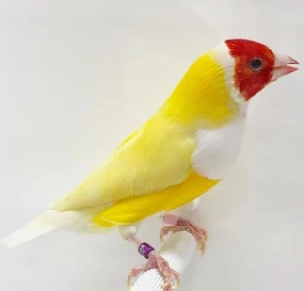 Lady Gouldian Breeding Pair Yellow & Green 4