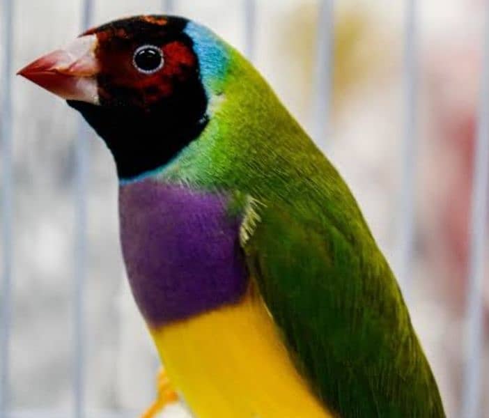 Lady Gouldian Breeding Pair Yellow & Green 5