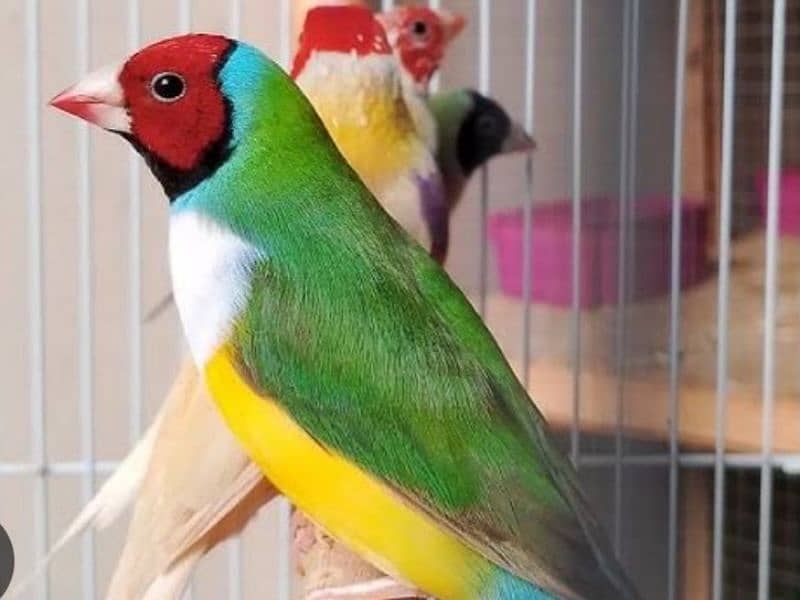 Lady Gouldian Breeding Pair Yellow & Green 6