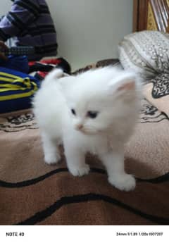 3 Coat Parisian kitten 1 month age white color