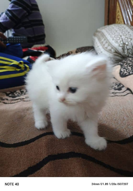 3 Coat Parisian kitten 1 month age white color 0