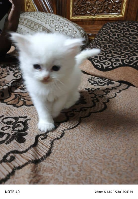 3 Coat Parisian kitten 1 month age white color 2