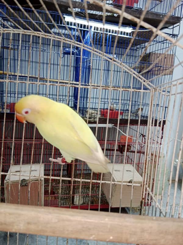 love birds breeder pair available 0