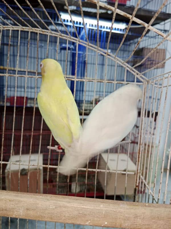 love birds breeder pair available 1