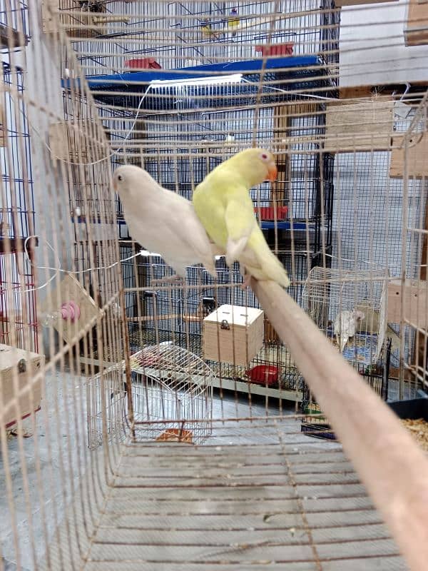 love birds breeder pair available 2