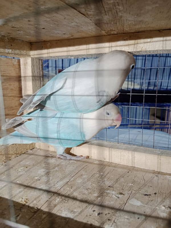 love birds breeder pair available 4