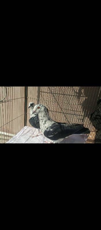 pigeon kabootar 1