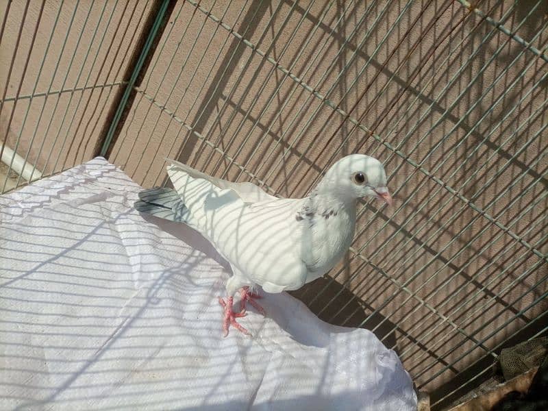 pigeon kabootar 11