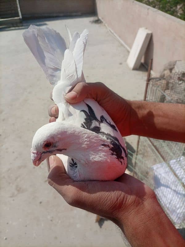 pigeon kabootar 13