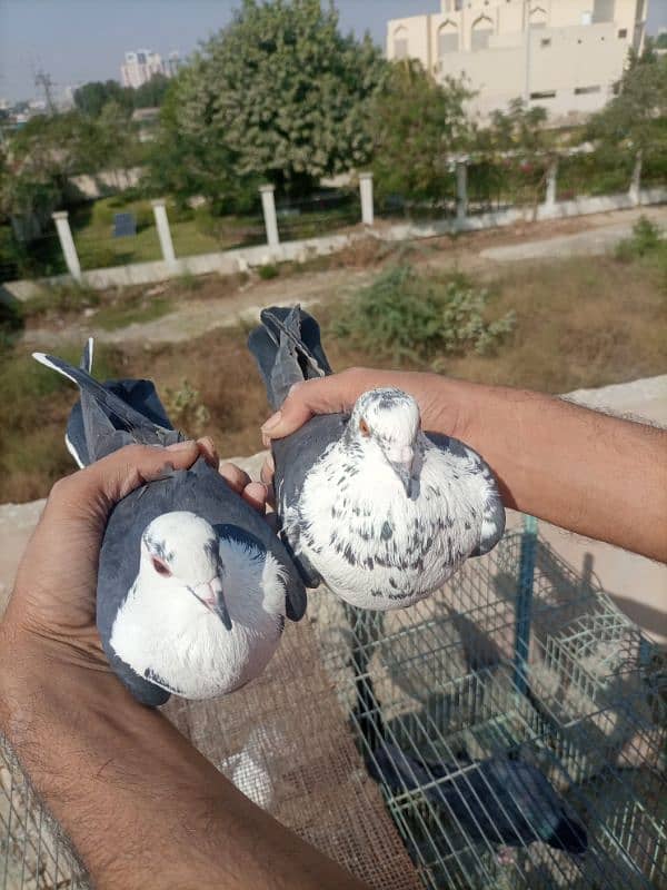 pigeon kabootar 15