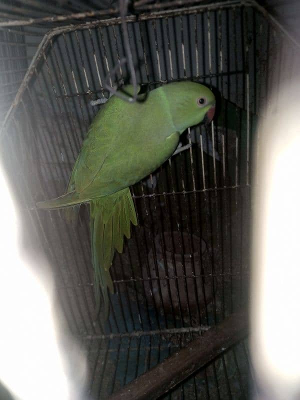 Breeder birds available for sale. 1