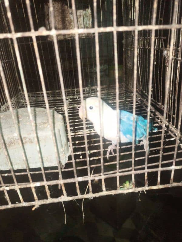 Breeder birds available for sale. 2