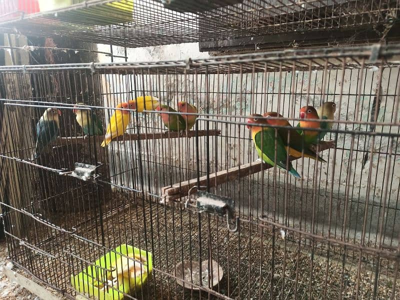 Breeder birds available for sale. 3