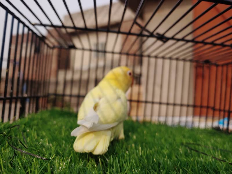 Albino Red Eye - Parblu Opline Green Blue Fishers - Personta Lovebirds 0