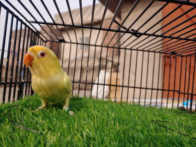 Albino Red Eye - Parblu Opline Green Blue Fishers - Personta Lovebirds 1