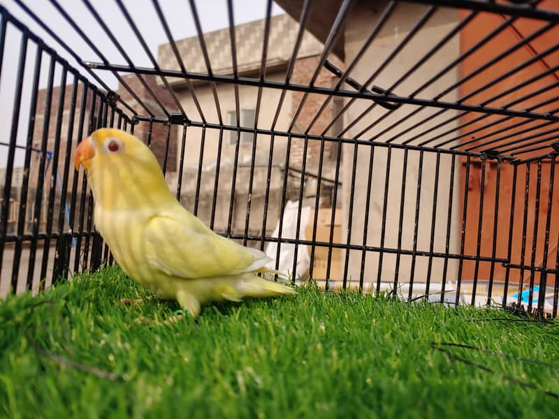 Albino Red Eye - Parblu Opline Green Blue Fishers - Personta Lovebirds 2